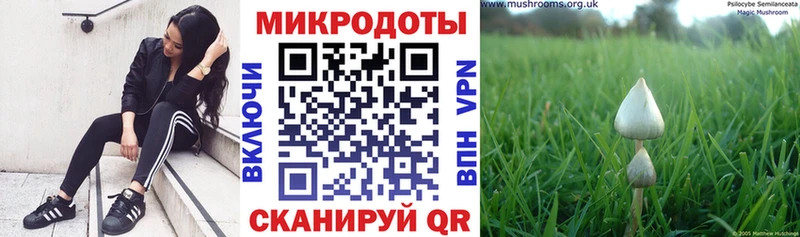 продажа наркотиков  Заводоуковск  Псилоцибиновые грибы Psilocybine cubensis 